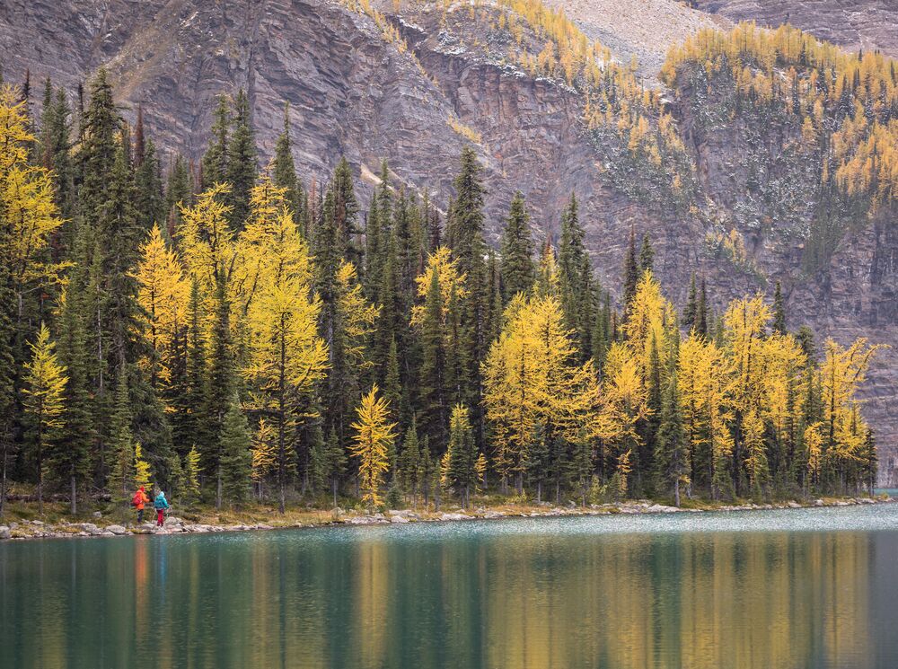 Larch trees across the water at Taylor Lake.